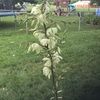 liz2000905